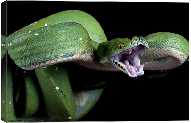 Green python  Canvas Print by Stan Lihai