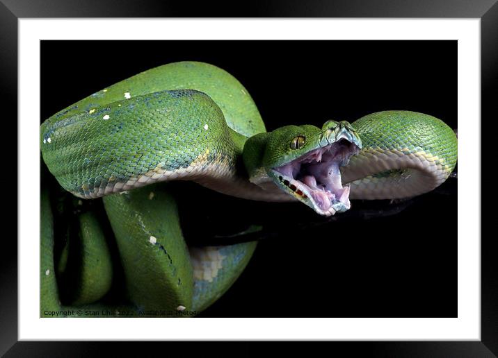 Green python  Framed Mounted Print by Stan Lihai