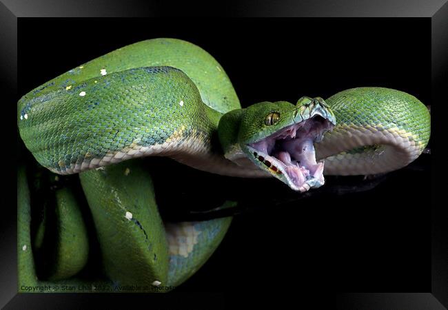 Green python  Framed Print by Stan Lihai