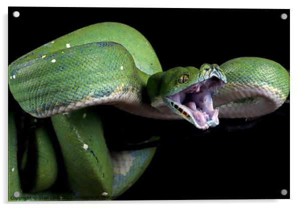 Green python  Acrylic by Stan Lihai