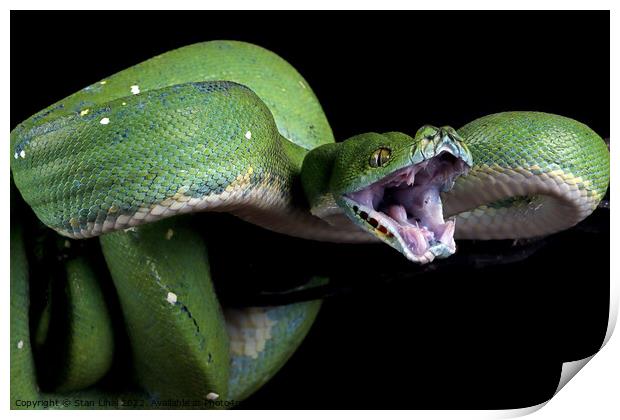 Green python  Print by Stan Lihai