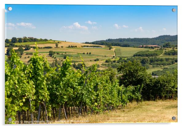 Vineyards in Wachau valley. Lower Austria. Acrylic by Sergey Fedoskin