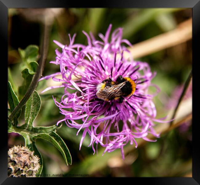 Bumblebee taking nectar from a cornflower Framed Print by Sally Wallis