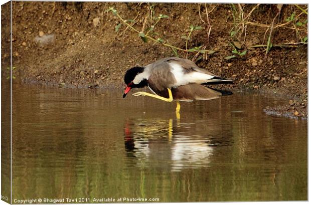 Red-wattled Lapwing Canvas Print by Bhagwat Tavri