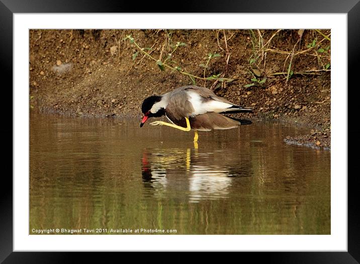 Red-wattled Lapwing Framed Mounted Print by Bhagwat Tavri