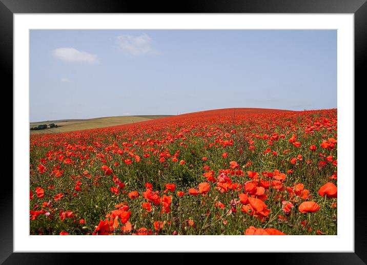 Red Field Poppies Framed Mounted Print by Sally Wallis