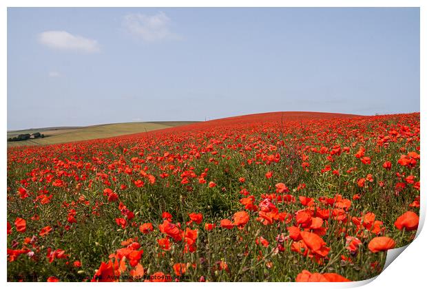 Red Field Poppies Print by Sally Wallis