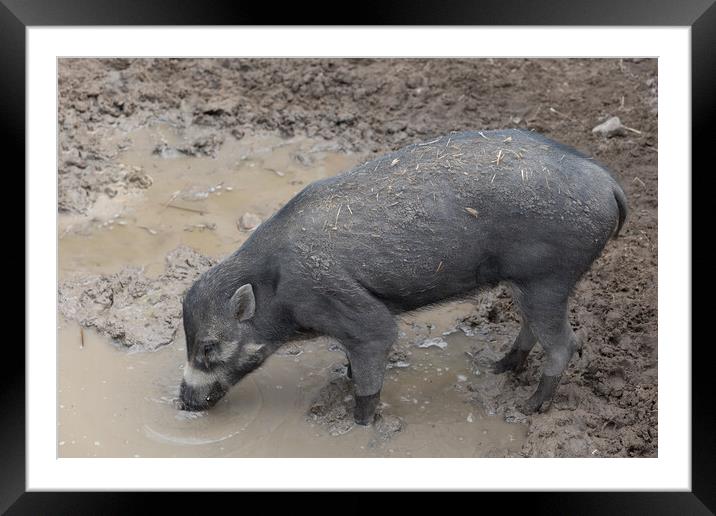 Visayan Warty Pig Framed Mounted Print by Artur Bogacki