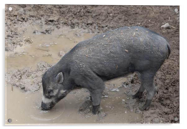 Visayan Warty Pig Acrylic by Artur Bogacki
