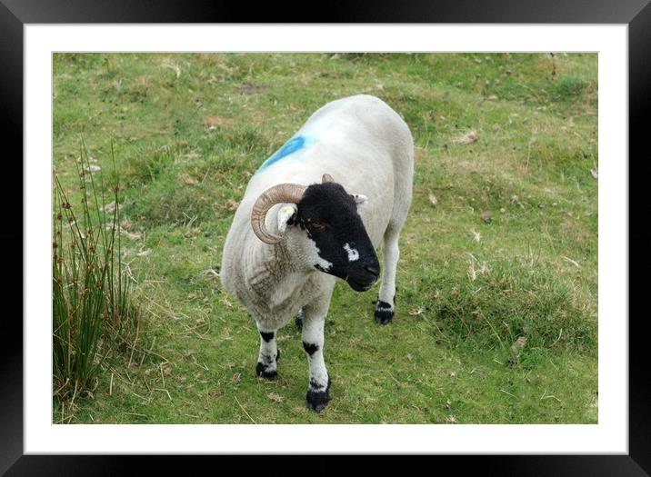 Blackface sheep with horns Framed Mounted Print by Roy Hinchliffe