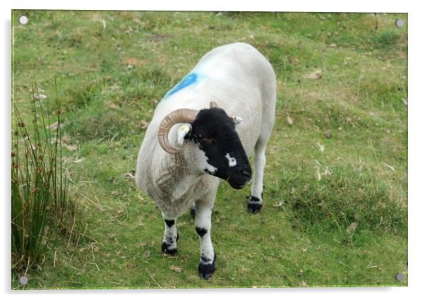 Blackface sheep with horns Acrylic by Roy Hinchliffe