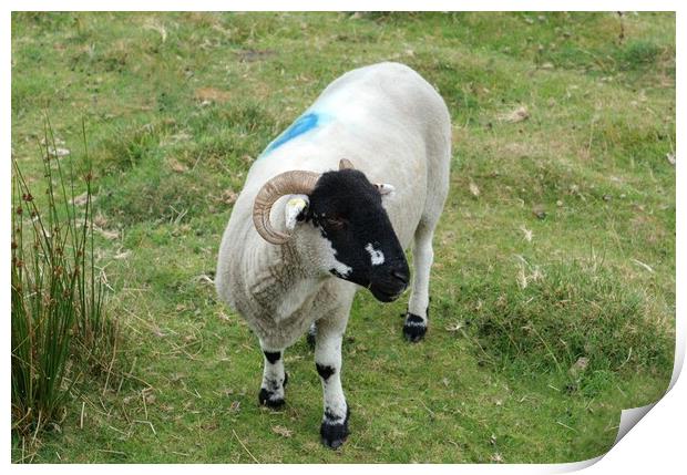Blackface sheep with horns Print by Roy Hinchliffe