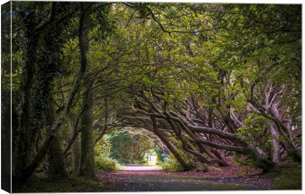 The Rhododendron walkway Canvas Print by Leighton Collins