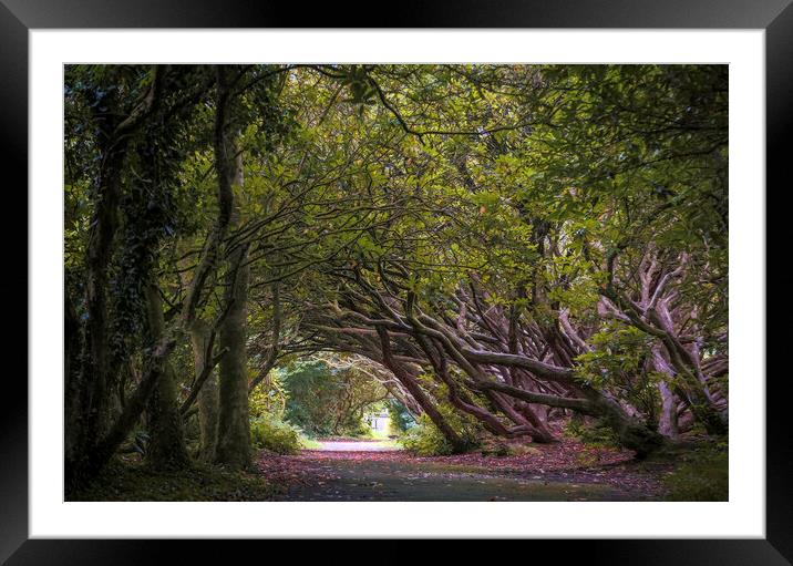 The Rhododendron walkway Framed Mounted Print by Leighton Collins