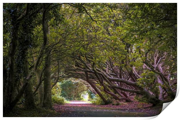 The Rhododendron walkway Print by Leighton Collins