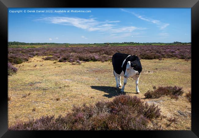 Black and White Cow standing in a field of Purple Heather Framed Print by Derek Daniel