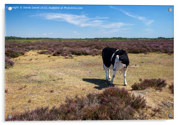 Black and White Cow standing in a field of Purple Heather Acrylic by Derek Daniel