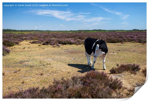 Black and White Cow standing in a field of Purple Heather Print by Derek Daniel
