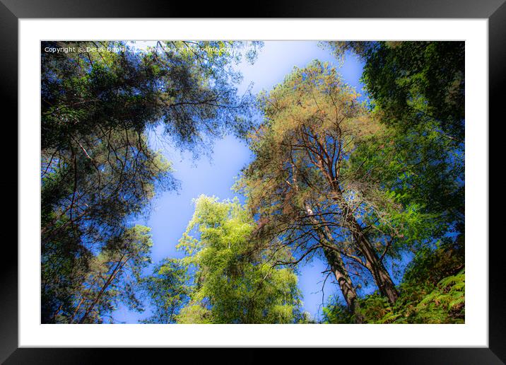 Looking Up Into The Trees Framed Mounted Print by Derek Daniel