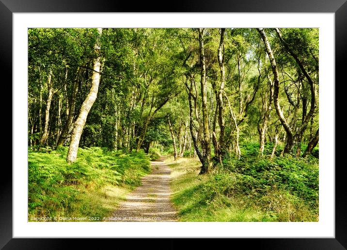 Cannock Chase Woodland Path Framed Mounted Print by Diana Mower