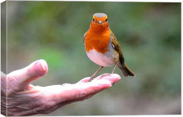 Red robin perched in my hand Canvas Print by kathy white
