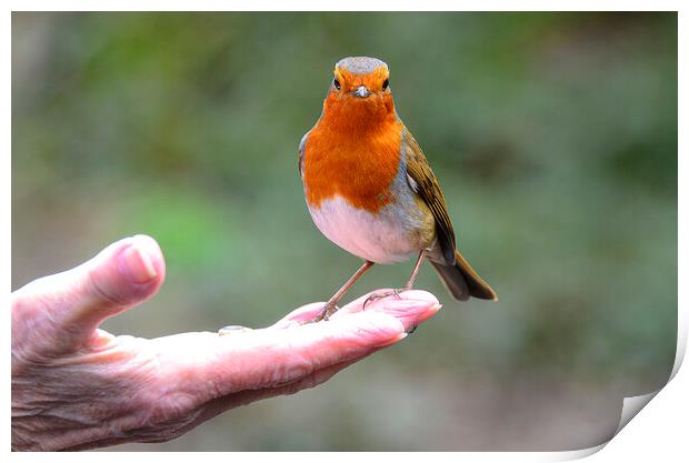 Red robin perched in my hand Print by kathy white