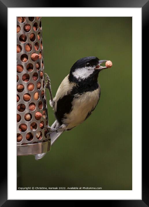 Great Tit with a Peanut Framed Mounted Print by Christine Kerioak