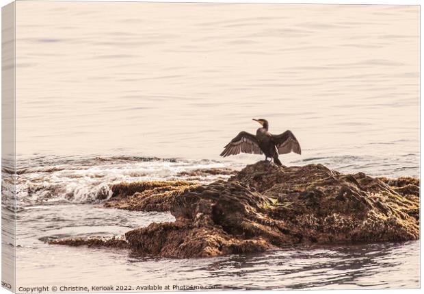 Cormorant with Outspread Wings Canvas Print by Christine Kerioak