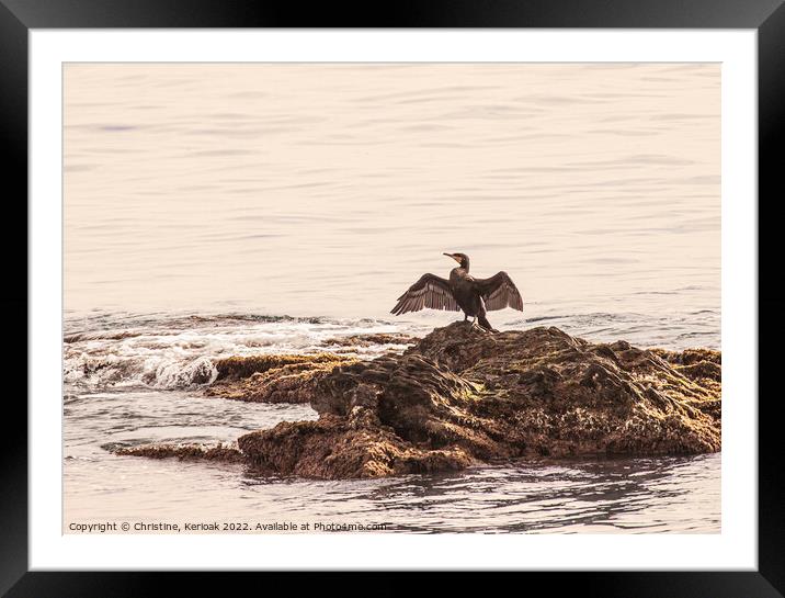 Cormorant with Outspread Wings Framed Mounted Print by Christine Kerioak