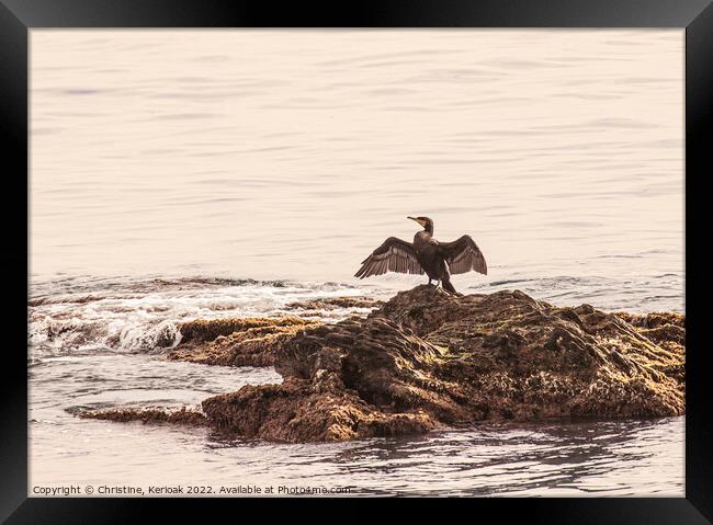 Cormorant with Outspread Wings Framed Print by Christine Kerioak