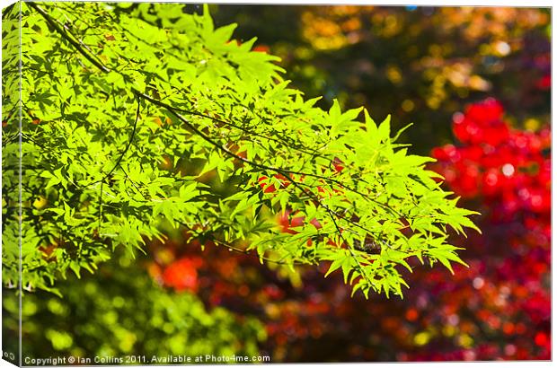 Acer colours Canvas Print by Ian Collins