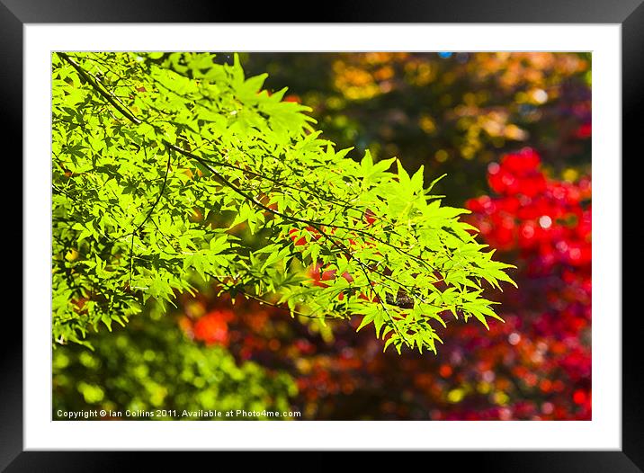 Acer colours Framed Mounted Print by Ian Collins