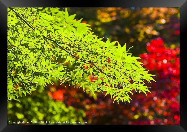 Acer colours Framed Print by Ian Collins