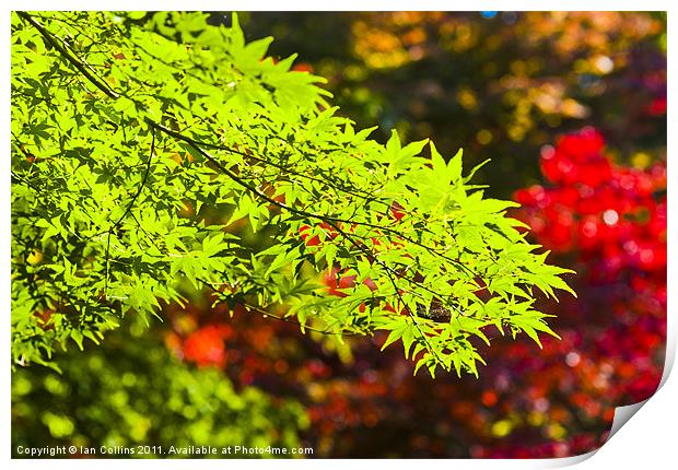 Acer colours Print by Ian Collins
