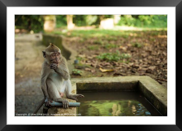 Monkeys in Ubud Bali Framed Mounted Print by Stan Lihai