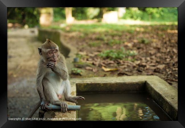 Monkeys in Ubud Bali Framed Print by Stan Lihai