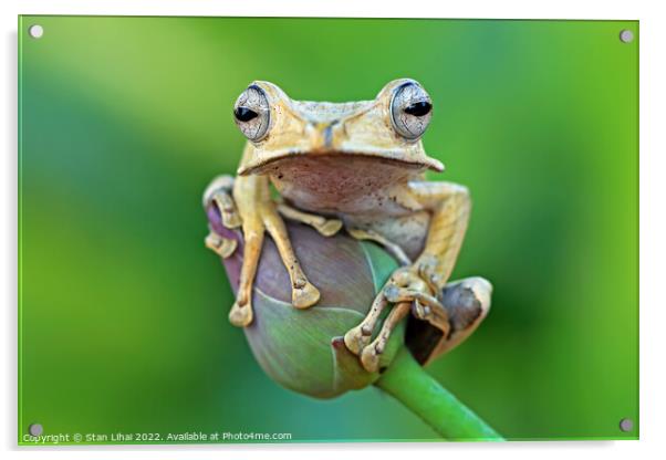 Flying frog Acrylic by Stan Lihai