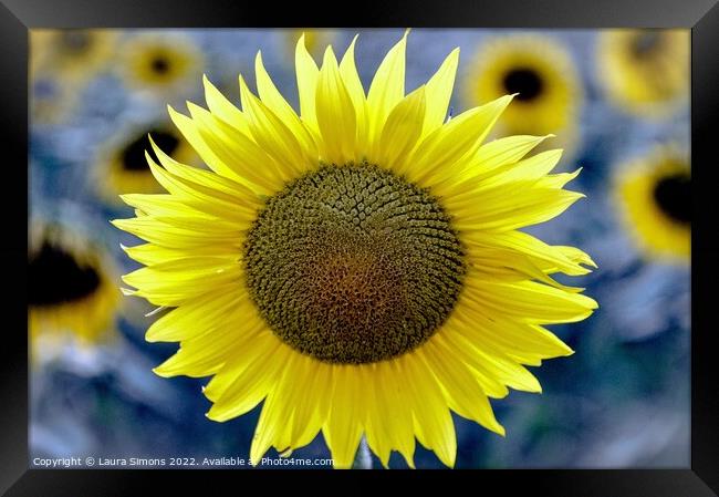 Summer Sunflower Framed Print by Laura Simons