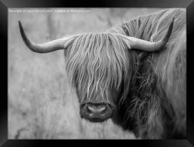 Highland Cow Framed Print by Laura Simons