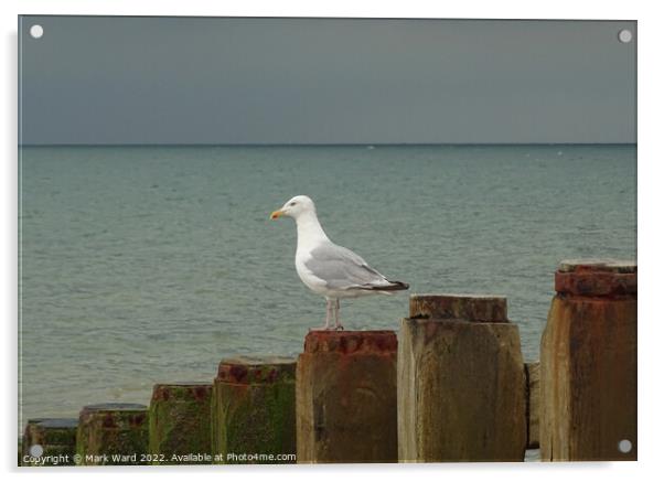 Gull on a Groyne. Acrylic by Mark Ward