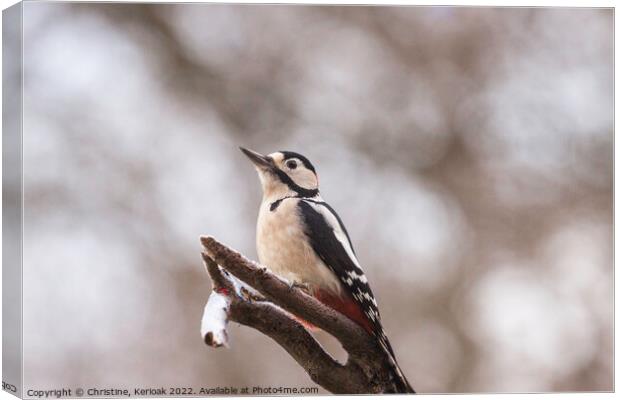 Greater Spotted Woodpecker Canvas Print by Christine Kerioak
