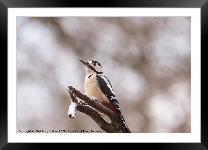 Greater Spotted Woodpecker Framed Mounted Print by Christine Kerioak