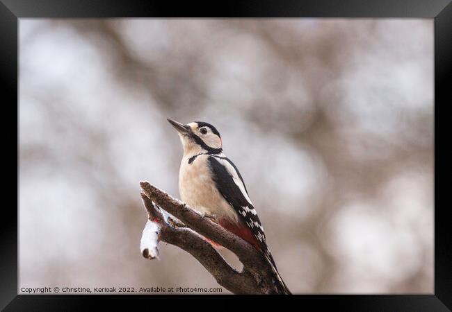 Greater Spotted Woodpecker Framed Print by Christine Kerioak