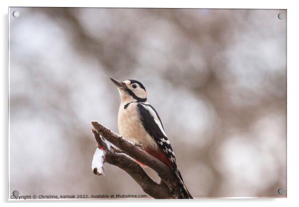 Greater Spotted Woodpecker Acrylic by Christine Kerioak