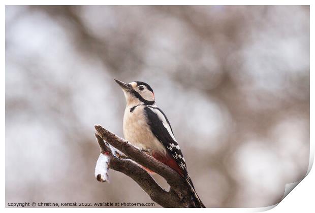 Greater Spotted Woodpecker Print by Christine Kerioak