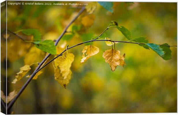 Abstract autumn colored nature shot of a birch twig and leaves. Canvas Print by Kristof Bellens
