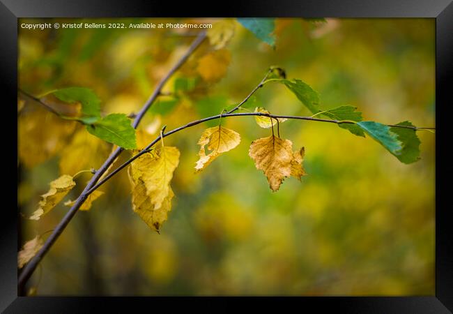 Abstract autumn colored nature shot of a birch twig and leaves. Framed Print by Kristof Bellens