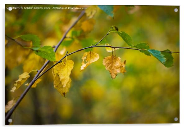 Abstract autumn colored nature shot of a birch twig and leaves. Acrylic by Kristof Bellens
