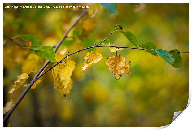 Abstract autumn colored nature shot of a birch twig and leaves. Print by Kristof Bellens
