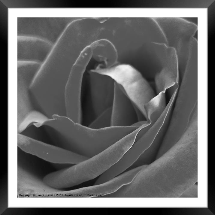 Silver Rose Framed Mounted Print by Laura Cassap